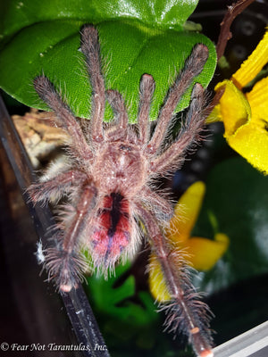 Avicularia rufa  (Yellow-Banded Pinktoe)  about  3/4" - 1" FREE for orders $300.00 and over. (after discounts and does not include shipping) One freebie per shipment.