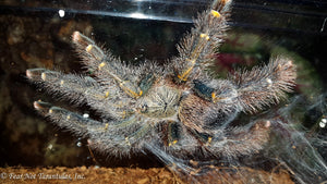 Avicularia rufa  (Yellow-Banded Pinktoe)  about  3/4" - 1" FREE for orders $300.00 and over. (after discounts and does not include shipping) One freebie per shipment.