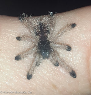 Avicularia rufa  (Yellow-Banded Pinktoe)  about  3/4" - 1" FREE for orders $300.00 and over. (after discounts and does not include shipping) One freebie per shipment.