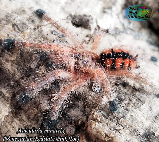 Avicularia minatrix (Venezuelan Redstripe Pink Toe Tarantula) about 3/4" - 1" This is a dwarf  arboreal species.  It is the only species in this genus for which the coloration does not change from spiderling to adulthood.