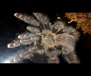 Avicularia rufa  (Yellow-Banded Pinktoe)  about  3/4" - 1" FREE for orders $300.00 and over. (after discounts and does not include shipping) One freebie per shipment.
