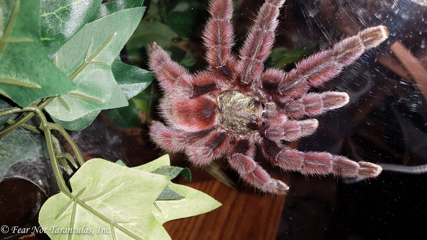 Caribena versicolor (Antilles Pinktoe Tarantula) about 3/4" *PLEASE SEE OUR TIPS FOR KEEPING THIS SPECIES UNDER THE DESCRIPTION. ⚠️⚠️ IN STORE ONLY DUE TO BEING TOO NEAR MOLTING TO SHIP!