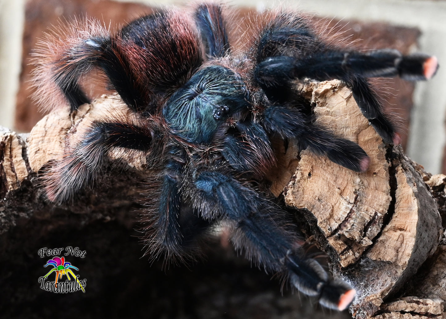 Avicularia braunshauseni Goliath Pink Toe 3/4"-1"