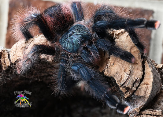 Avicularia braunshauseni Goliath Pink Toe 3/4"-1"