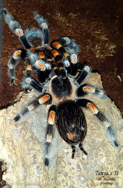 Brachypelma hamorii  (Mexican Redknee Tarantula) about 2" - 2 1/2" IN STORE ONLY AT THIS TIME