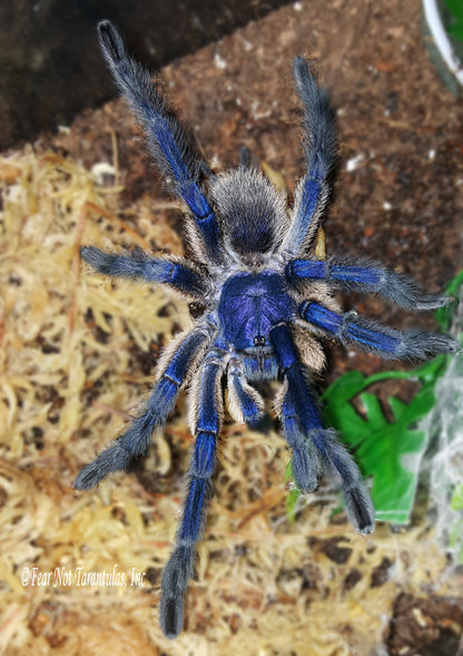 Monocentropus balfouri (Socotra Island Blue Baboon) 1" - 1 3/4" *** IN STORE ONLY DUE TO PREMOLT AS OF 8/18 ***