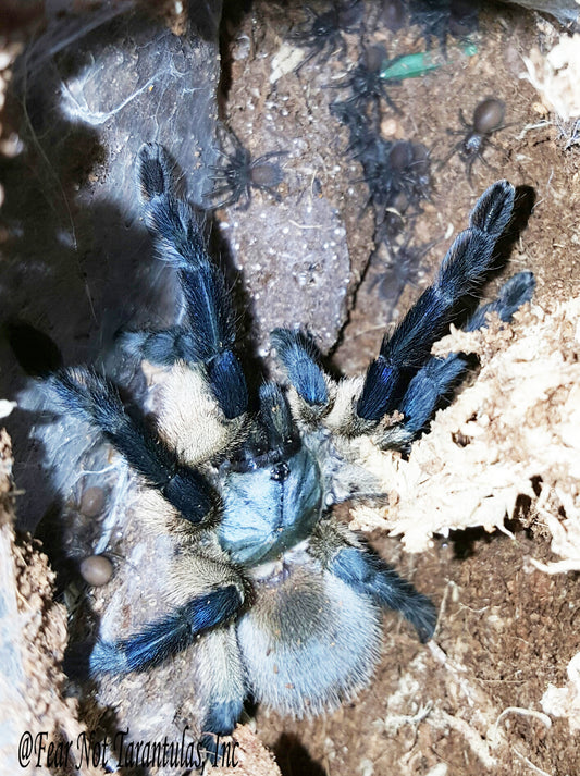 Monocentropus balfouri (Socotra Island Blue Baboon) 1" - 1 3/4" *** IN STORE ONLY DUE TO PREMOLT AS OF 8/18 ***