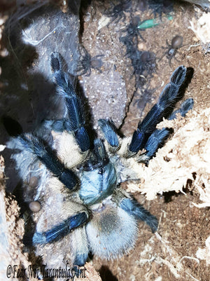 Monocentropus balfouri (Socotra Island Blue Baboon Tarantula) about  3/4" COMING SOON SIGN UP FOR EMAIL ALERTS