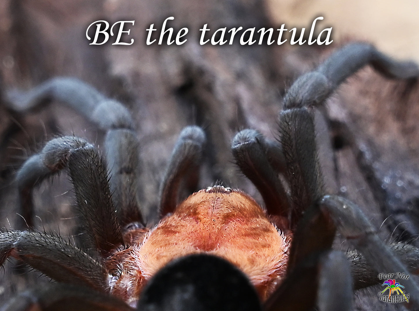 Bumba horrida (ex. cabocla) (Brazilian RedHead Tarantula) about 1"  😍💞💘 Feel The Love! READY THE WEEK OF FEB 3RD!