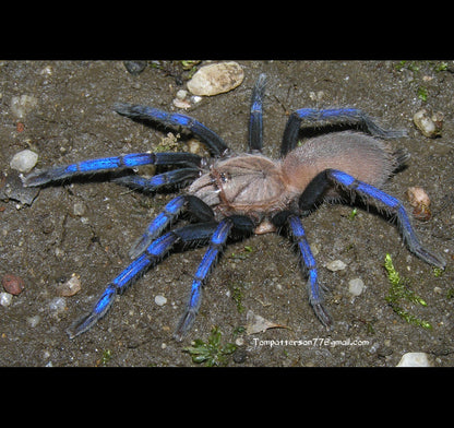 Birupes simoroxigorum tarantula (Borean Neon-Blue Leg)  *Very Rare about 1 1/4" Very well started!