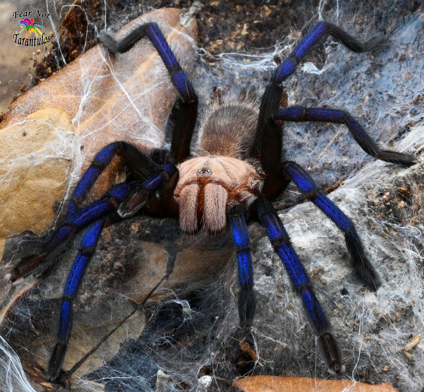 Birupes simoroxigorum tarantula (Borean Neon-Blue Leg Tarantula)  *Very Rare about 3/4" Very well started! IN STORE ONLY DUE TO BEING TOO NEAR MOLTING 3/24