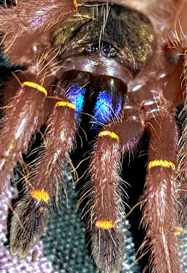 Ephebopus cyanognathus (Blue Fang Tarantula) about 3/4" - 1" Nicely sized!