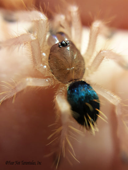 Ephebopus cyanognathus (Blue Fang Tarantula) about 3/4" - 1" Nicely sized!