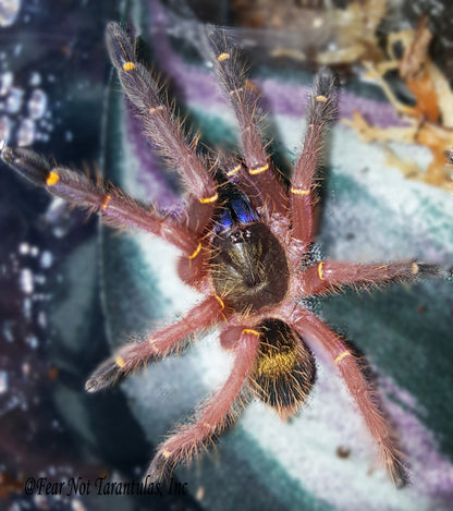 Ephebopus cyanognathus (Blue Fang Tarantula) about 3/4" - 1" Nicely sized!