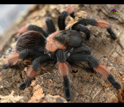 Brachypelma emilia (Mexican Redleg Tarantula) about 1/2"