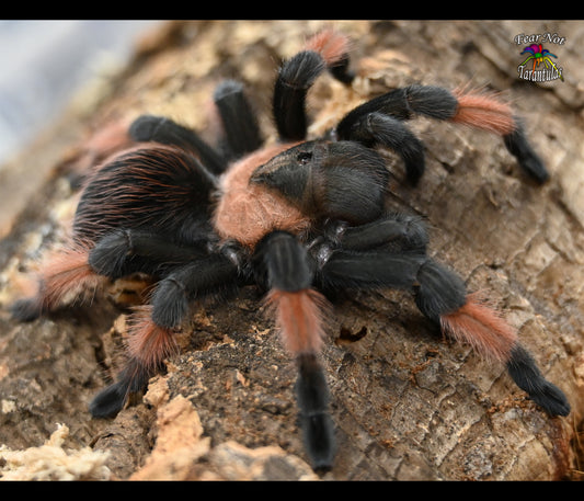 Brachypelma emilia (Mexican Redleg Tarantula) about 1/2"