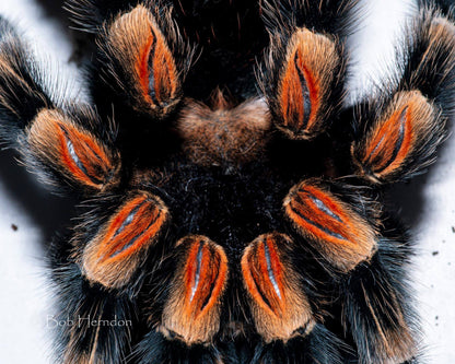 Brachypelma hamorii (Mexican Redknee Tarantula) about 1/2"