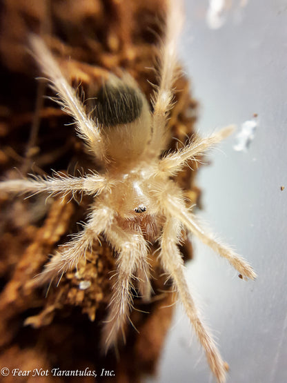 Brachypelma hamorii (Mexican Redknee Tarantula) about 1/2"