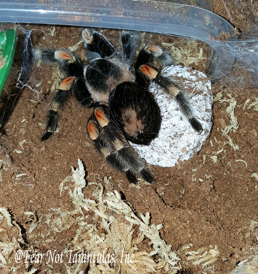 Brachypelma hamorii (Mexican Redknee Tarantula) about 1" - 1 1/4" showing some coloration!