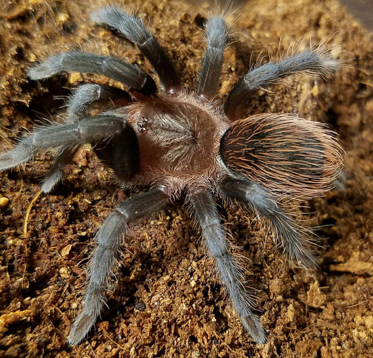 Tliltocatl vagans (Mexican Redrump Tarantula) was Brachypelma around 1 1/2" - 1 3/4" Showing adult coloration!🕷️🕷️👀👀