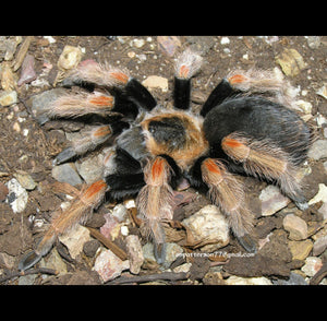 Brachypelma baumgarteni (Mexican Orange Beauty Tarantula) about 1/2" - 3/4" FREE for orders $200.00 and over. (after discounts and does not include shipping) One freebie per shipment