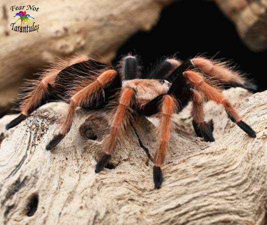 Brachypelma boehmei (Mexican Fireleg Tarantula) about 1/3" - 1/2" Tarantula
