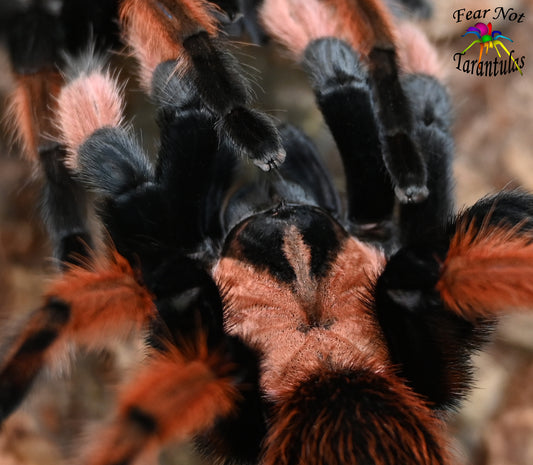 Brachypelma emilia (Mexican Redleg Tarantula) about 1/2"