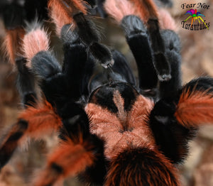 Brachypelma emilia (Mexican Redleg Tarantula) about 1/2" - 3/4"  FREE for orders $300.00 and over. (after discounts and does not include shipping) One freebie per shipment.