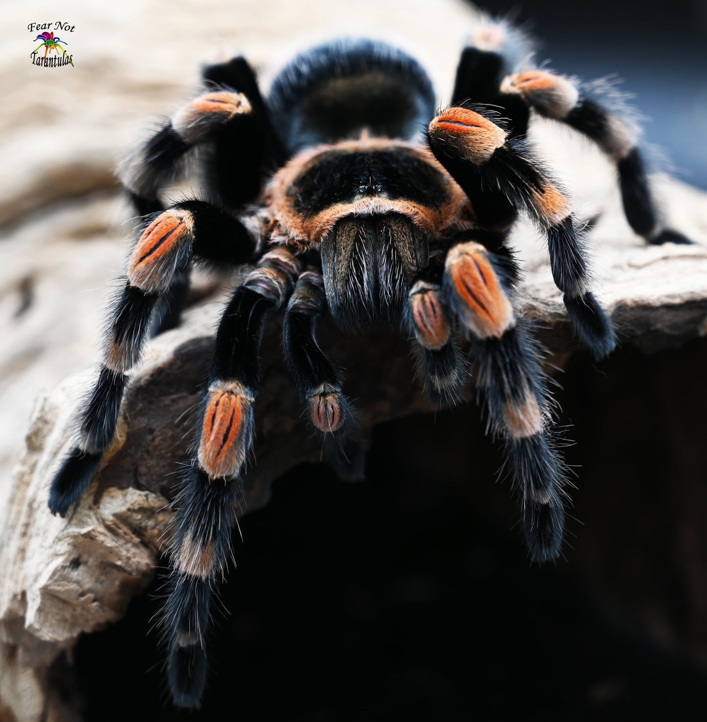 Brachypelma hamorii (Mexican Redknee Tarantula) about 1/2"