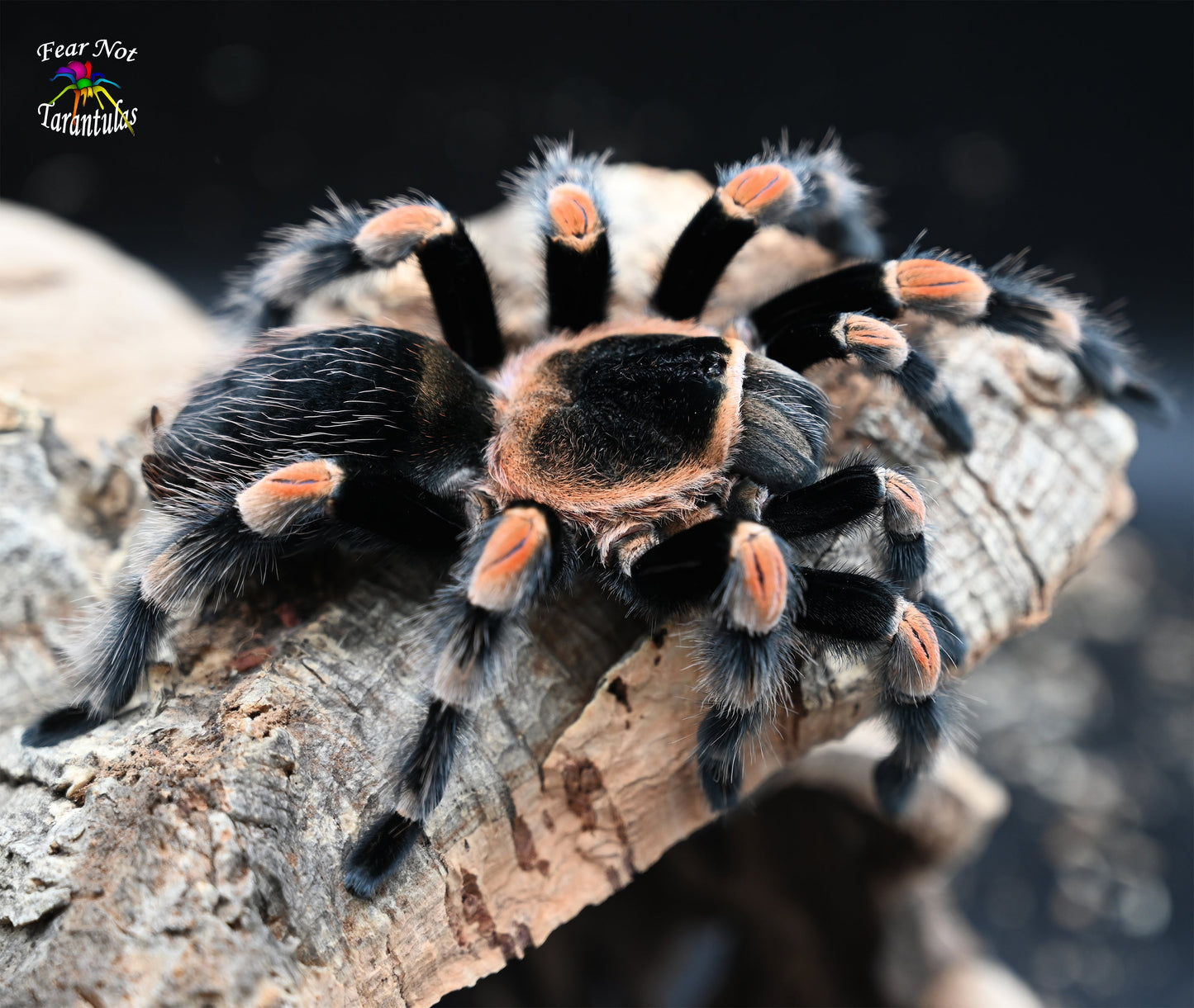 Brachypelma hamorii (Mexican Redknee Tarantula) about 1" - 1 1/4" showing some coloration!