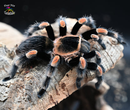 Brachypelma hamorii (Mexican Redknee Tarantula) about 1" - 1 1/4" showing some coloration!