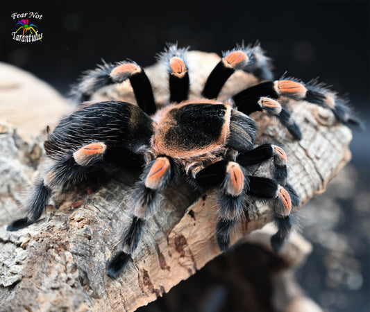 Brachypelma hamorii (Mexican Redknee Tarantula) about 1" - 1 1/4" showing some coloration!