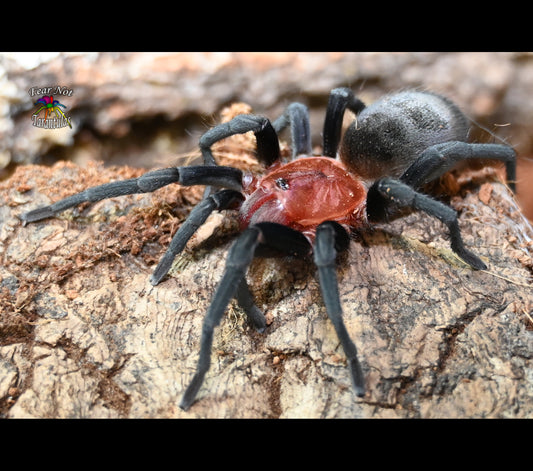 Bumba horrida (ex. cabocla) (Brazilian RedHead Tarantula) about 1"  😍💞💘 Feel The Love! READY THE WEEK OF FEB 3RD!