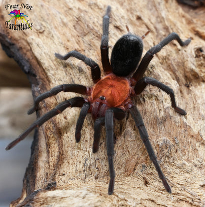 Bumba horrida (ex. cabocla) (Brazilian RedHead Tarantula) about 1"  😍💞💘 Feel The Love! READY THE WEEK OF FEB 3RD!