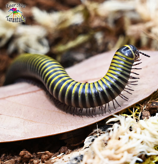 Bumblebee millipede (Anadenobolus monilicornis) about 1" - 2"