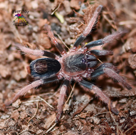 Cardiopelma mascatum Tarantula (Orange Flame Rump) 1 1/2"+ 💜FEMALE💜