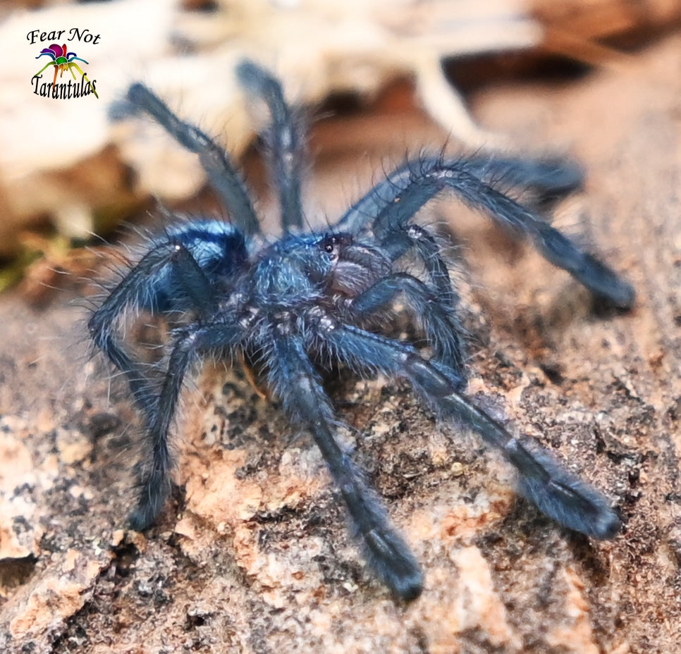 Caribena laeta (Puerto Rican Pink Toe Tarantula) about 3/4"  FREE for orders $250 and over. (after discounts and does not include shipping) One freebie per shipment.