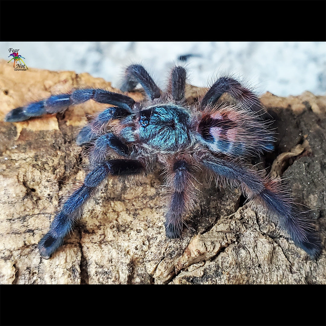 Caribena versicolor  (Antilles Pinktoe Tarantula) about 1/2" FREE for orders $250 and over! (after discounts and does not include shipping) One freebie per shipment.