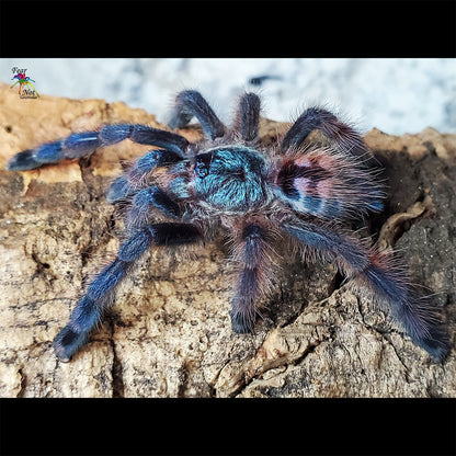Caribena versicolor (Antilles Pinktoe Tarantula) about 1"- 1 1/4" Nicely Sized! COMING SOON!!