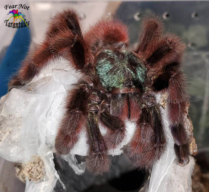 Caribena versicolor (Antilles Pinktoe Tarantula) about 3/4" *PLEASE SEE OUR TIPS FOR KEEPING THIS SPECIES UNDER THE DESCRIPTION. ⚠️⚠️ IN STORE ONLY DUE TO BEING TOO NEAR MOLTING TO SHIP!