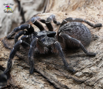 Ceratogyrus darlingi (Rear Horned Baboon Tarantula) around 1" -1 1/4"