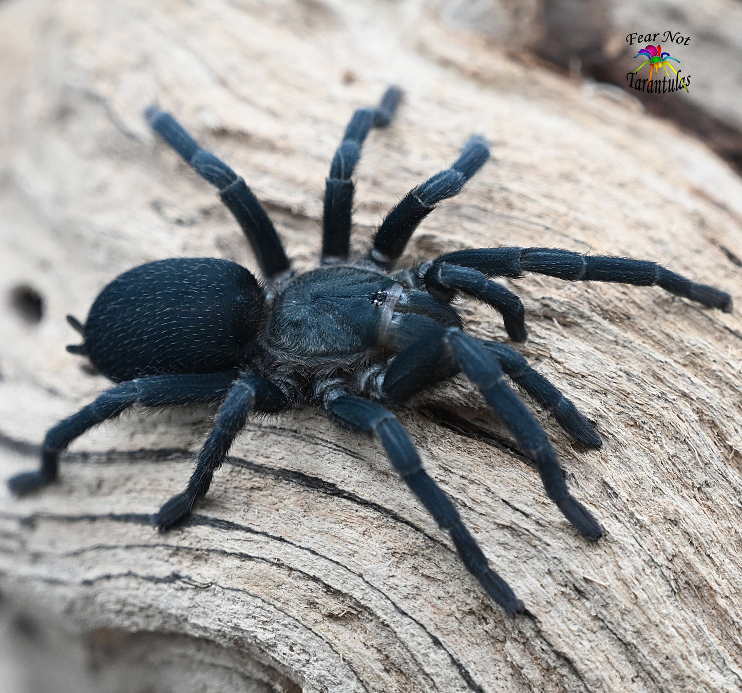 Chaetopelma olivaceum (Middle East Black Tarantula) around 1/2" - 3/4"