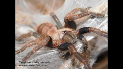 Chilobrachys fimbriatus ( Indian Violet Tarantula ) about 1 1/4" - 1 1/2" FREE for orders $175 and over. (after discounts and does not include shipping) One freebie per shipment.