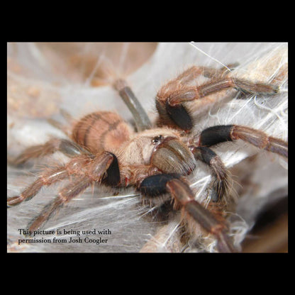 Chilobrachys fimbriatus ( Indian Violet Tarantula ) about 1 1/4" - 1 1/2" FREE for orders $175 and over. (after discounts and does not include shipping) One freebie per shipment.