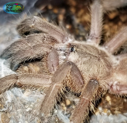 Chilobrachys huahini (Asian Fawn Tarantula) About 2"  💙Male💙