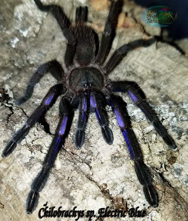 Chilobrachys natanicharum  (Electric Blue Tarantula) about 3/4" - 1"