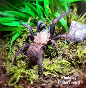 Chilobrachys fimbriatus ( Indian Violet Tarantula ) about 1" FREE for orders $175 and over. (after discounts and does not include shipping) One freebie per shipment.