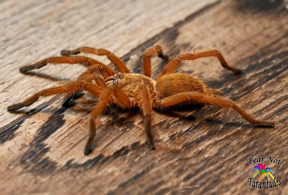 Chilobrachys huahini (Asian Fawn Tarantula) 1" 1 1/2" Fear Not