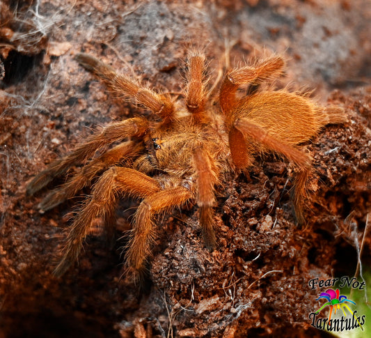 Chilobrachys huahini (Asian Fawn Tarantula) about 1 1/2"+ Juvenile 💜FEMALE💜