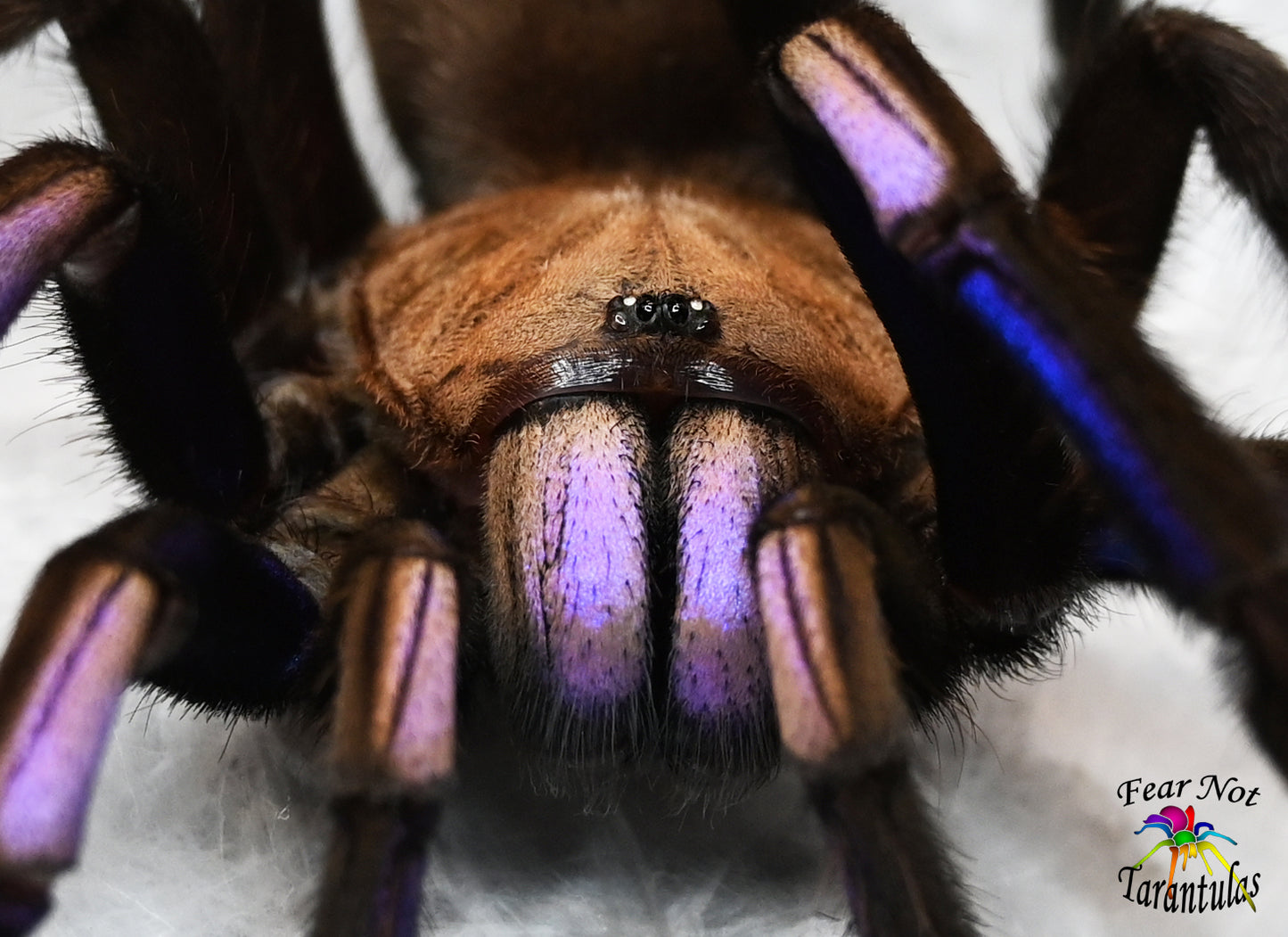 Chilobrachys natanicharum  (Electric Blue Tarantula) about  3/4" FREE for orders $200 and over. (after discounts and does not include shipping) One freebie per shipment.